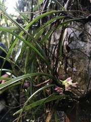 Maxillaria aggregata