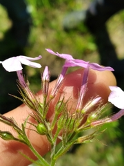 Phlox pilosa pilosa