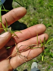 Phlox pilosa pilosa