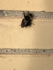 Bombus hypnorum