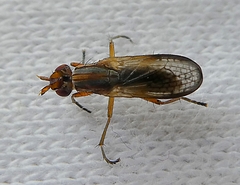 Diptera