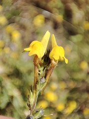 Linaria saxatilis