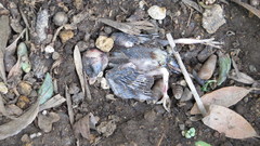 Passer domesticus