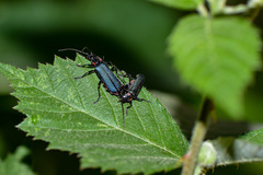 Chauliognathus magellanicus