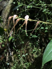 Pleurothallis phalangifera