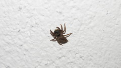 Hasarius adansoni