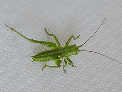 Ensifera