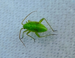 Heteroptera
