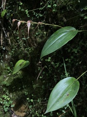 Pleurothallis phalangifera