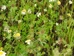 Trifolium hirtum