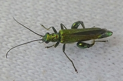 Oedemera nobilis