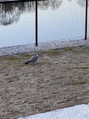 Columba palumbus