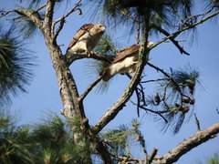 Buteo jamaicensis