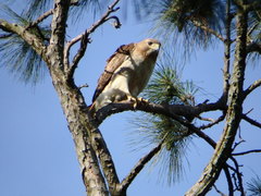 Buteo jamaicensis