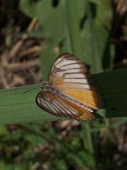 Mestra hersilia hersilia