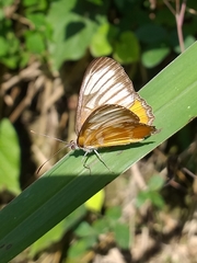 Mestra hersilia hersilia