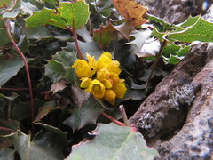 Berberis alpina