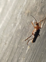 Cantharis livida