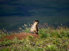 Marmota camtschatica