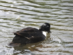 Anas platyrhynchos domesticus