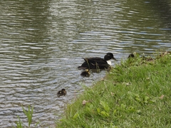 Anas platyrhynchos domesticus