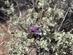 Salvia dorrii