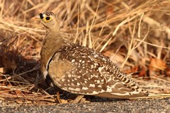 Pterocles bicinctus multicolor