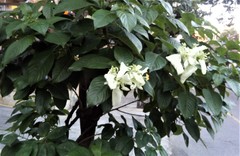 Mussaenda philippica