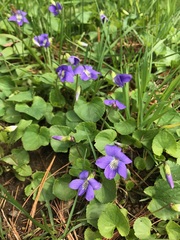 Viola septentrionalis