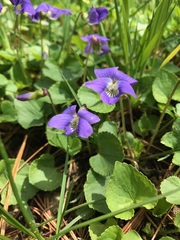 Viola septentrionalis