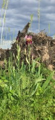 Iris × hybrida
