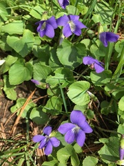 Viola septentrionalis