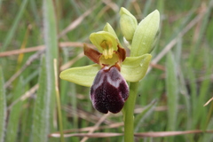 Ophrys vasconica