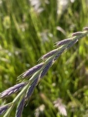 Lolium rigidum