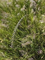 Lolium rigidum