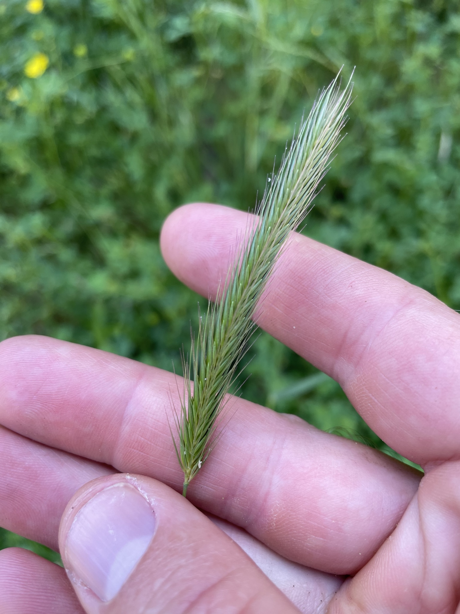 Hordeum brachyantherum ssp. brachyantherum