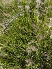 Lolium rigidum