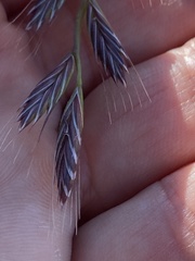 Lolium rigidum