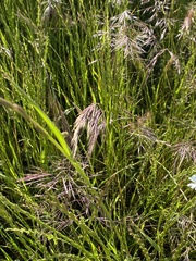 Lolium rigidum