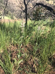 Stachys rigida quercetorum