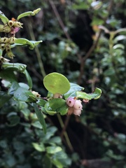 Disterigma alaternoides