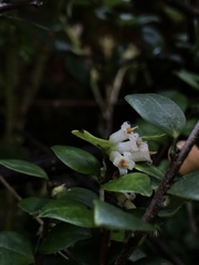 Disterigma alaternoides