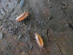 Trichoniscus pusillus