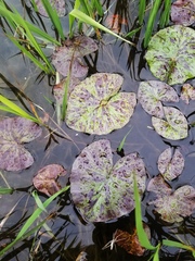Nymphaea nouchali caerulea