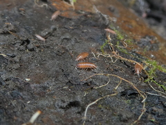 Trichoniscus pusillus