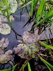 Nymphaea nouchali caerulea