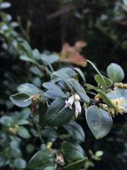 Disterigma alaternoides