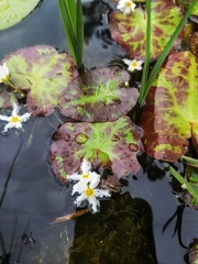 Nymphoides cristata
