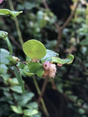 Disterigma alaternoides