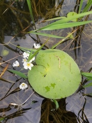 Nymphoides cordata
